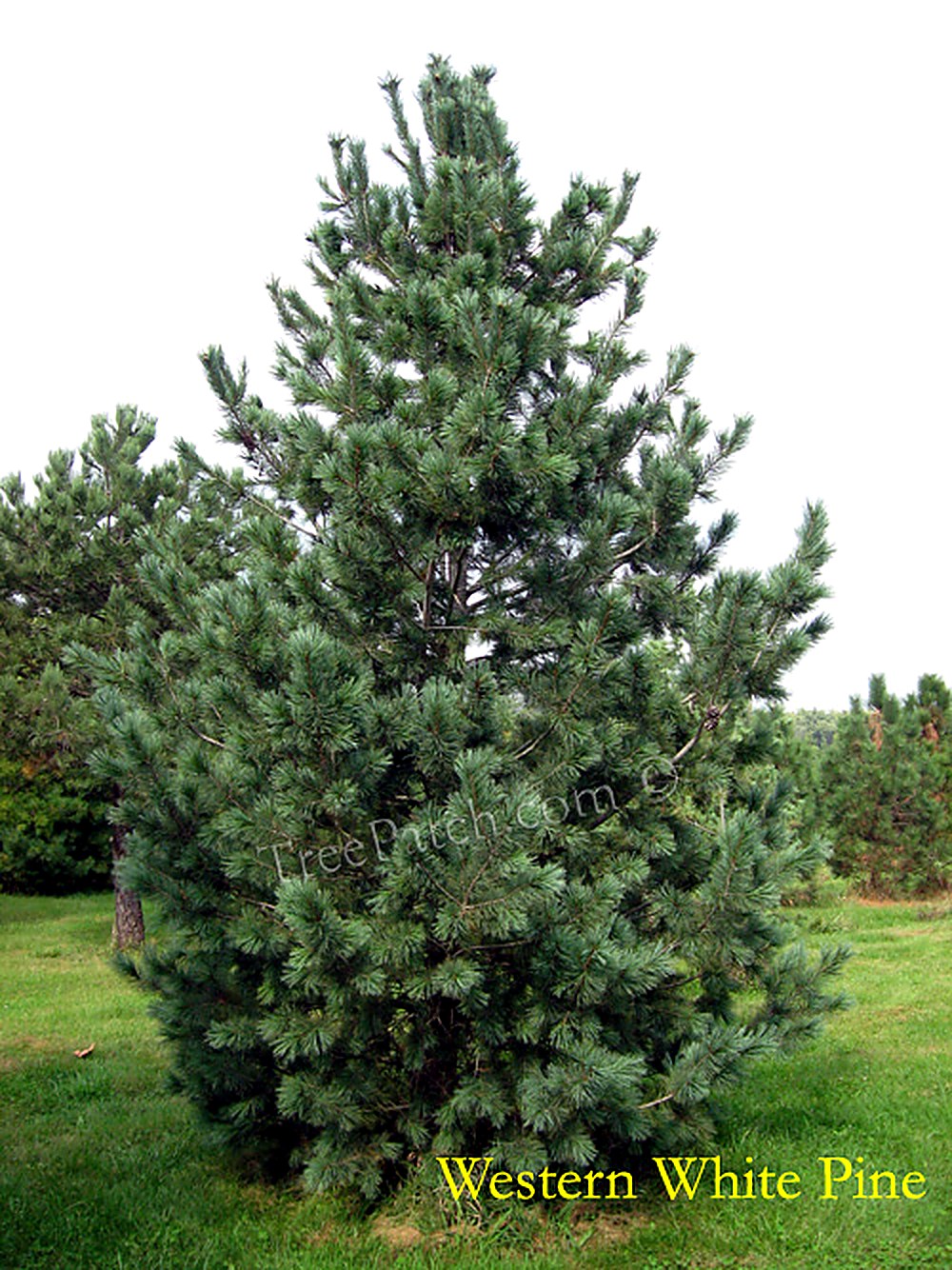 Western White Pine