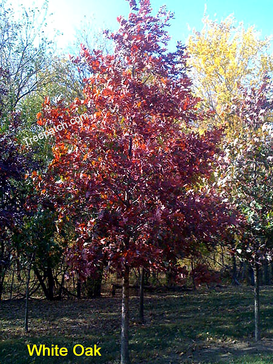 White Oak
