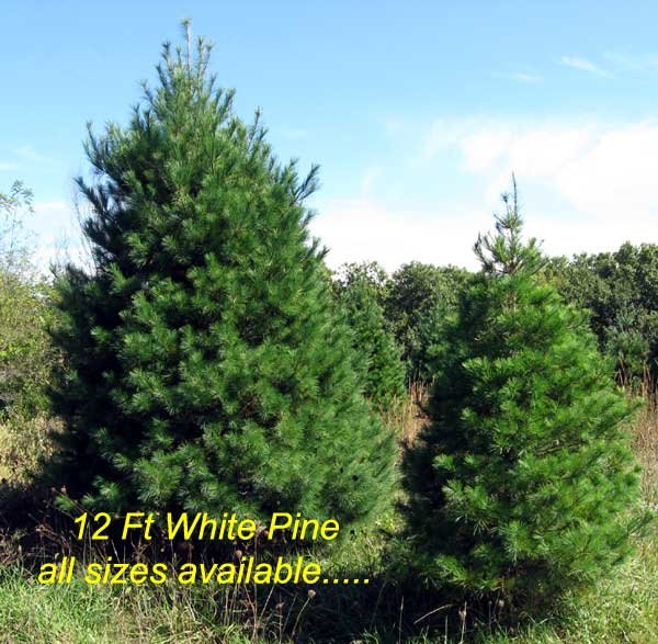 White pine block on the farm